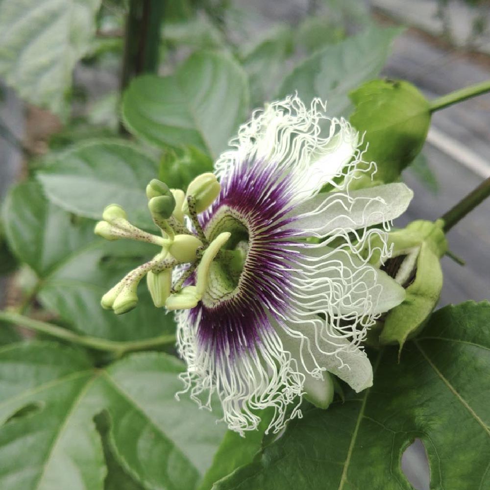 パッションフルーツの花